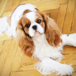 Photo №4. Je vais vendre cavalier king charles spaniel en ville de . de la fourrière - prix - 1172&euro;
