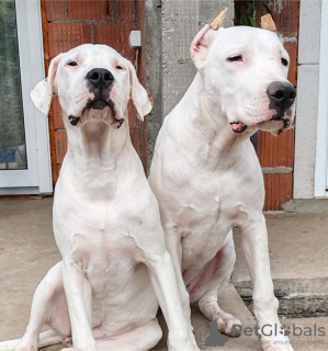 Photo №1. dogue argentin - à vendre en ville de Aleksinac | négocié | Annonce №120097