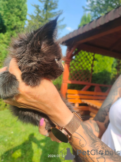 Photos supplémentaires: Chaton Maine Coon