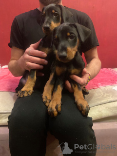 Photo №4. Je vais vendre dobermann en ville de Tbilissi. annonce privée - prix - 331€