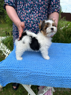 Photo №3. Bébés du biveveta. Biélorussie