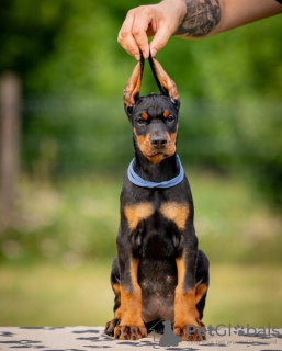 Photo №4. Je vais vendre dobermann en ville de Belgrade. éleveur - prix - négocié