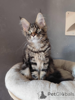 Photo №3. Gatitos azules en venta. Espagne