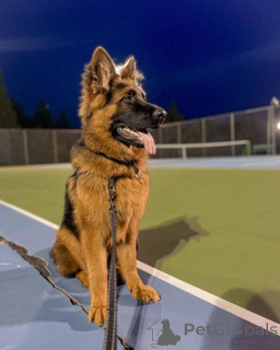 Photo №4. Je vais vendre berger allemand en ville de Дортмунд. annonce privée - prix - négocié