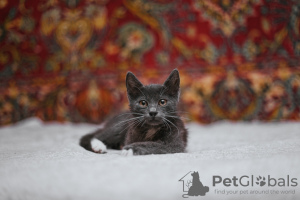 Photos supplémentaires: Le chaton fumé Funtik cherche un foyer !