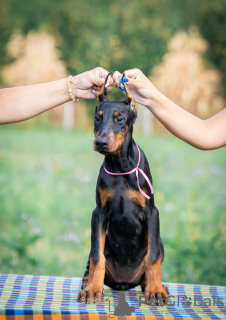 Photos supplémentaires: Chiots Doberman à vendre