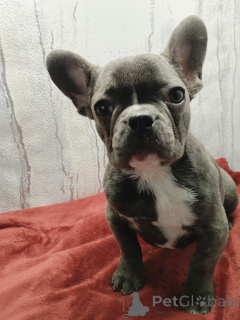 Photo №3. Fille bleue bouledogue français. Biélorussie