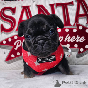 Photo №3. Chiots bulldog français pour adoption. Allemagne