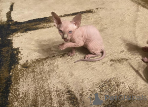Photo №1. sphynx - à vendre en ville de Quakenbrk | 350€ | Annonce № 151877