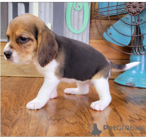Photo №1. beagle - à vendre en ville de Москва | Gratuit | Annonce №34506