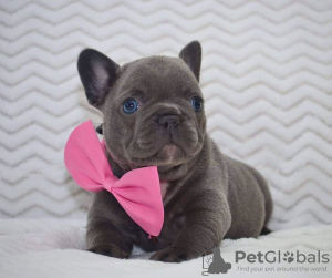 Photo №1. bouledogue - à vendre en ville de Торонто | négocié | Annonce №134037