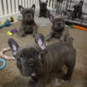 Photo №3. Chiots bouledogue français bleu en bonne santé à vendre. Allemagne