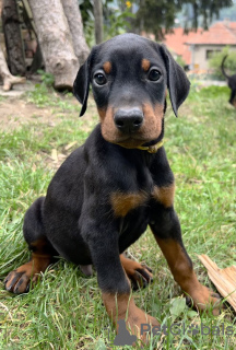 Photo №2 de l'annonce № 71818 de la vente dobermann - acheter à Serbie éleveur