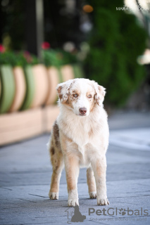 Photo №4. Je vais vendre berger australien en ville de Cracovie. de la fourrière - prix - 1800€