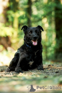 Photo №3. Le bon chien Drake est entre de bonnes mains.. Fédération de Russie