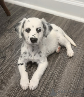 Photo №1. dalmatien - à vendre en ville de Berlin | négocié | Annonce №177684