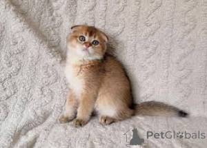 Photo №1. scottish fold - à vendre en ville de Bruxelles | 500€ | Annonce № 166613
