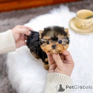Photo №1. yorkshire terrier - à vendre en ville de Chicago | 425€ | Annonce №137725