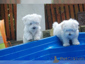 Photo №1. bichon maltais - à vendre en ville de Marikina | 380€ | Annonce №158898