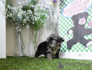 Photo №3. Dean Janet Kay Puppies House. USA