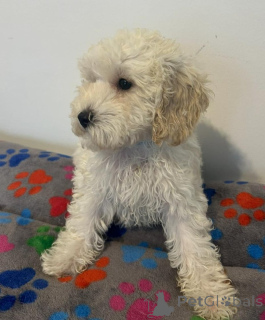 Photo №1. cavalier king charles spaniel - à vendre en ville de Arnsberg | 400€ | Annonce №157686