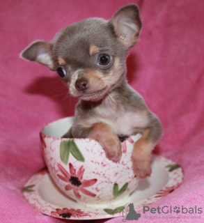 Photo №1. chihuahua - à vendre en ville de Berlin | négocié | Annonce №128526