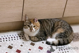 Photo №1.  - à vendre en ville de Minsk | Gratuit | Annonce № 166532