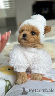 Photo №4. Je vais vendre bichon maltais en ville de Berlin. éleveur - prix - négocié