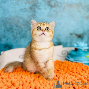 Photo №4. Je vais vendre scottish straight en ville de Kiev. éleveur - prix - 531€