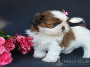 Photo №1. shih tzu - à vendre en ville de Helsinki | 400€ | Annonce №56462