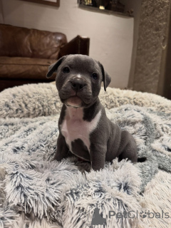 Photo №2 de l'annonce № 153305 de la vente staffordshire bull terrier - acheter à Allemagne éleveur