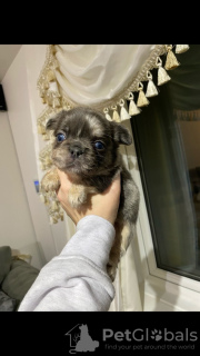 Photo №4. Je vais vendre bouledogue en ville de Leipzig. annonce privée - prix - 1063€