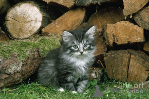 Photo №2 de l'annonce № 138856 de la vente chat des forêts norvégiennes - acheter à Allemagne annonce privée, éleveur