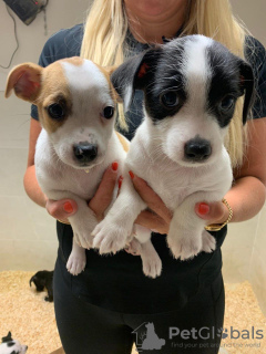 Photo №3. Magnifique chiot Jack Russell. La finlande