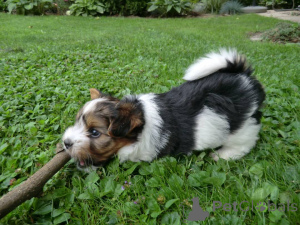 Photo №2 de l'annonce № 161024 de la vente biewer yorkshire terrier - acheter à Allemagne 