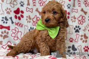 Photo №3. Beaux chiots Cavapoo Pour adoption gratuite. Guinée Bissau