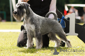 Photo №2 de l'annonce № 99533 de la vente schnauzer moyen - acheter à Fédération de Russie annonce privée, éleveur