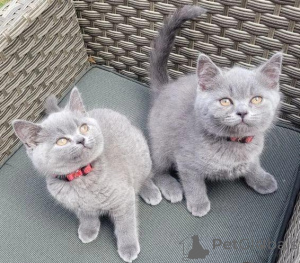 Photo №1. british shorthair - à vendre en ville de Fiscari | négocié | Annonce № 166504