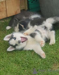 Photo №4. Je vais vendre husky de sibérie en ville de Frankford. éleveur - prix - 663€