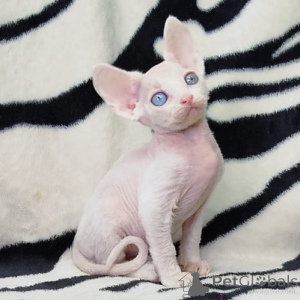 Photo №2 de l'annonce № 156670 de la vente devon rex - acheter à Allemagne 