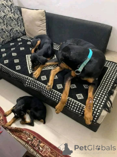 Photo №4. Je vais vendre dobermann en ville de Aalborg. annonce privée, éleveur - prix - 600€