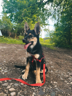 Photo №1. chien bâtard - à vendre en ville de Москва | Gratuit | Annonce №112135