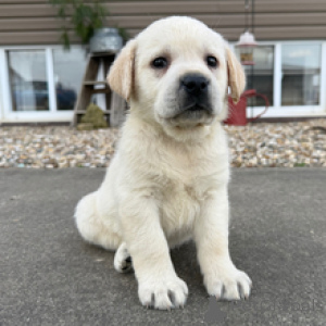 Photo №1. labrador retriever - à vendre en ville de Fracasse | négocié | Annonce №166028