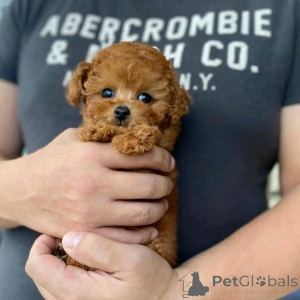 Photo №1. caniche (jouet) - à vendre en ville de Berlin | 500€ | Annonce №136379