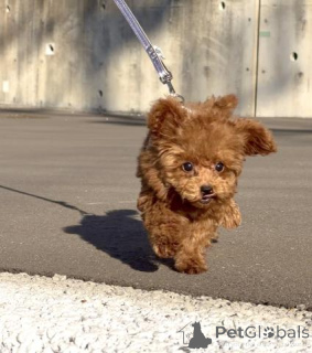 Photo №2 de l'annonce № 163991 de la vente caniche (jouet) - acheter à Allemagne éleveur