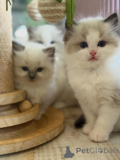 Photo №1. ragdoll - à vendre en ville de Erlangen | négocié | Annonce № 170004
