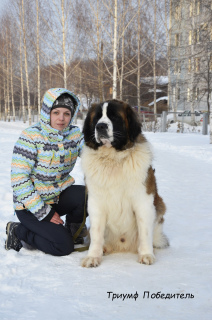Photo №4. Je vais vendre chien de garde de moscou en ville de Lipetsk. éleveur - prix - Négocié