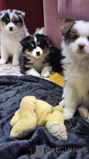 Photo №1. berger australien - à vendre en ville de Zrénjanin | négocié | Annonce №161755