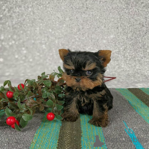 Photo №1. yorkshire terrier - à vendre en ville de Fiburg | négocié | Annonce №173341
