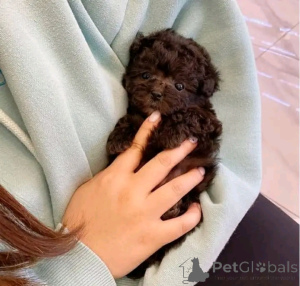 Photo №2 de l'annonce № 137175 de la vente caniche (jouet) - acheter à Allemagne annonce privée, éleveur